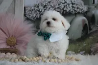 Atticus, a male Maltipoo for sale in Sedalia, MO – 5 of 10