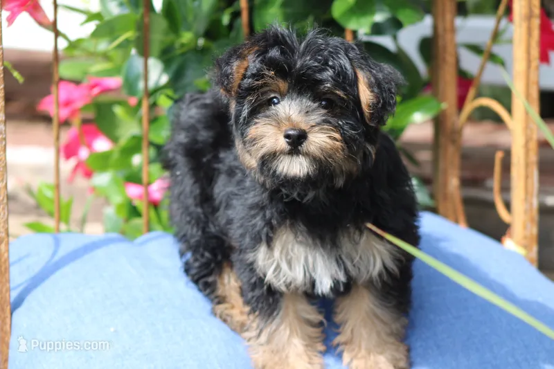 Jazzy – Yorkipoo puppy for sale in Sedalia, MO