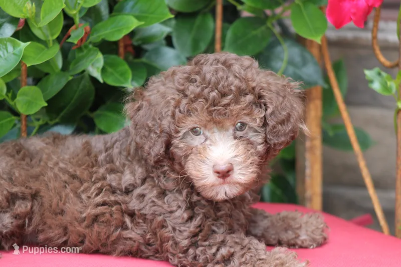 MICKEY – Poodle - Toy  puppy for sale in Sedalia, MO