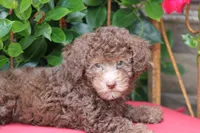 MICKEY, a male Poodle - Toy  for sale in Sedalia, MO – 1 of 4