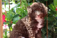 MAVERICK, a male Poodle - Toy  for sale in Sedalia, MO – 4 of 4