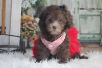 Samantha -on sale , a female Poodle - Miniature  for sale in Sedalia, MO – 3 of 4