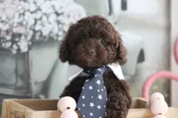 Lee, a male Poodle - Toy  for sale in Sedalia, MO – 4 of 4