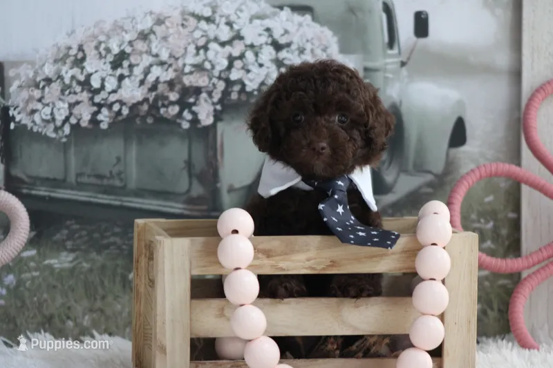 Lee – Poodle - Toy  puppy for sale in Sedalia, MO