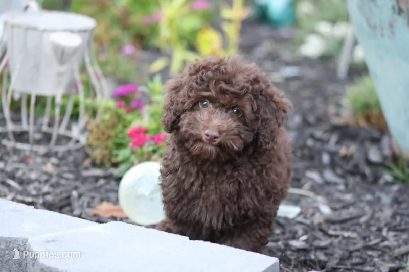 MAX – Poodle - Toy  puppy for sale in Sedalia, MO