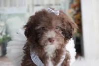 SASHA-on sale , a female Poodle - Miniature  for sale in Sedalia, MO – 4 of 4