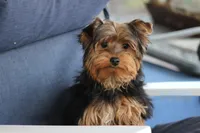 Prince, a male Yorkshire Terrier for sale in Sedalia, MO – Photo 2 of 4