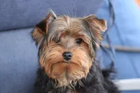 Prince, a male Yorkshire Terrier for sale in Sedalia, MO – Photo 4 of 4