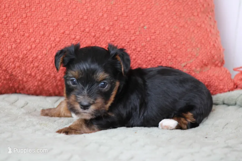 Theo – Yorkshire Terrier puppy for sale in Sedalia, MO