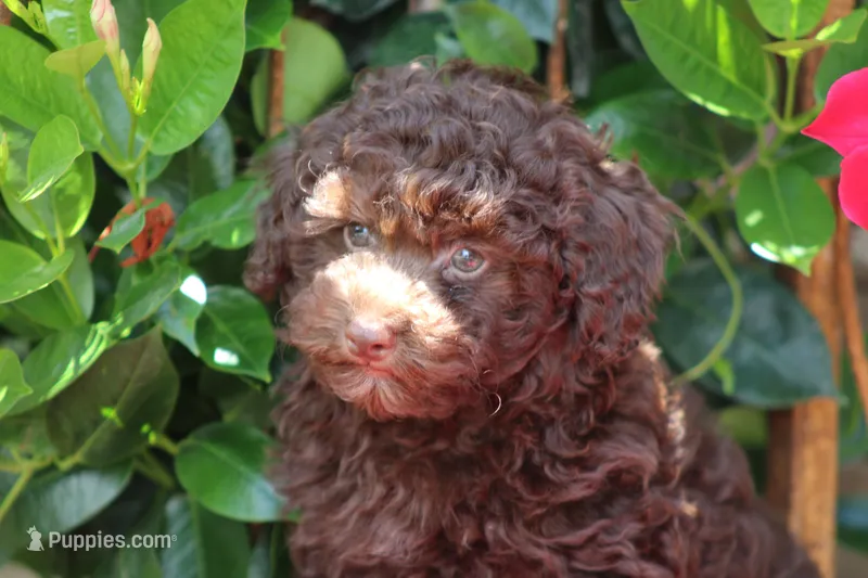 MAX – Poodle - Toy  puppy for sale in Sedalia, MO