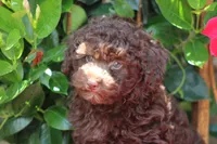 MAX, a male Poodle - Toy  for sale in Sedalia, MO – 1 of 4