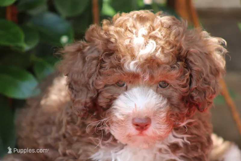 MACK – Poodle - Toy  puppy for sale in Sedalia, MO