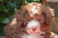 MACK, a male Poodle - Toy  for sale in Sedalia, MO – 1 of 3