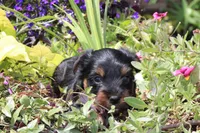 Grant, a male Yorkshire Terrier for sale in Sedalia, MO – 7 of 7