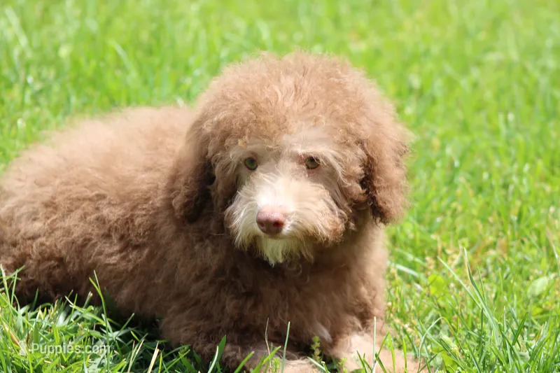 OWEN – Poodle - Toy , Poodle - Miniature  puppy for sale in Sedalia, MO