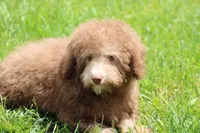 OWEN, a male Poodle - Toy  and Poodle - Miniature  for sale in Sedalia, MO – 5 of 6