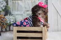 SARA-on sale, a female Poodle - Miniature  for sale in Sedalia, MO – 2 of 4