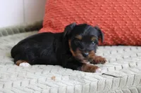 Grant, a male Yorkshire Terrier for sale in Sedalia, MO – 3 of 7