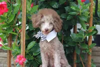 MICKEY, a male Poodle - Toy  for sale in Sedalia, MO – 4 of 4