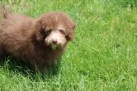 OWEN, a male Poodle - Toy  and Poodle - Miniature  for sale in Sedalia, MO – 6 of 6