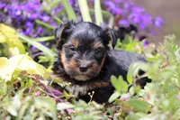Theo, a male Yorkshire Terrier for sale in Sedalia, MO – 6 of 9