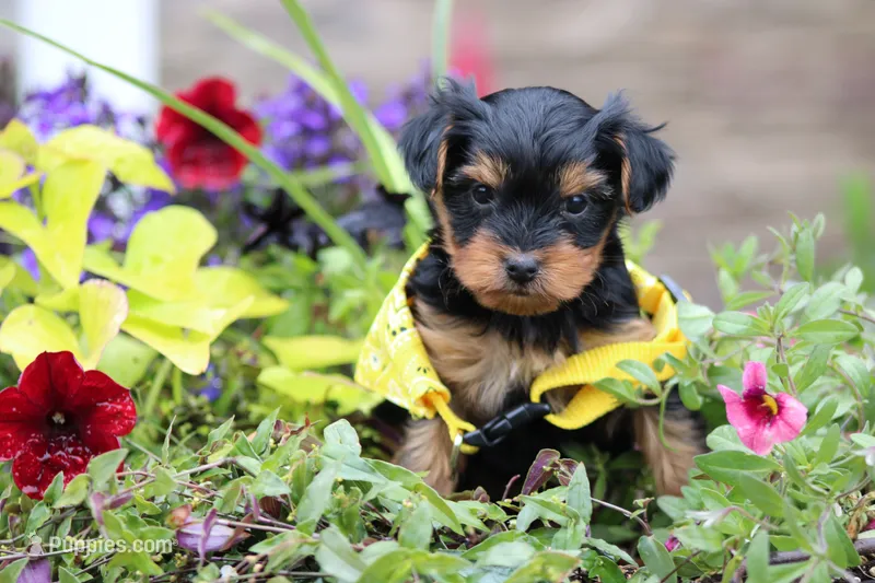 Tiffany – Yorkshire Terrier puppy for sale in Sedalia, MO