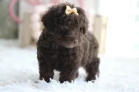 LESLIE, a female Poodle - Toy  for sale in Sedalia, MO – 3 of 4