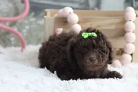 LISA, a female Poodle - Toy  for sale in Sedalia, MO – 2 of 4