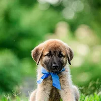 Lars, a male Anatolian Shepherd Dog for sale in Crawfordville, GA – 2 of 2