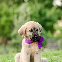 Kate, a female Anatolian Shepherd Dog for sale in Crawfordville, GA – 2 of 2