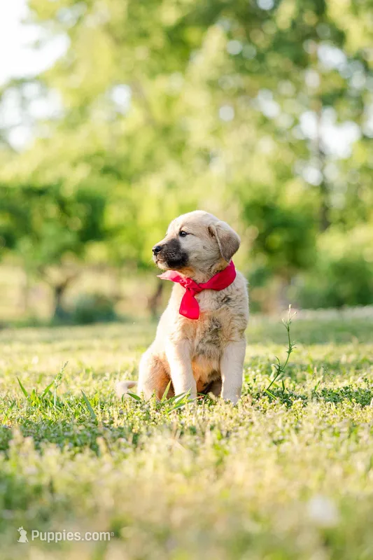 Lilly – Anatolian Shepherd Dog puppy for sale in Crawfordville, GA