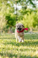 Lilly, a female Anatolian Shepherd Dog for sale in Crawfordville, GA – Photo 3 of 3