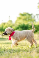 Lilly, a female Anatolian Shepherd Dog for sale in Crawfordville, GA – Photo 2 of 3