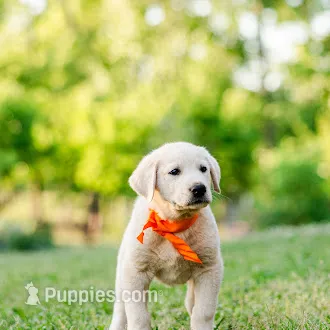 Eli – Anatolian Shepherd Dog puppy for sale in Crawfordville, GA