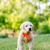 Eli, a male Anatolian Shepherd Dog for sale in Crawfordville, GA – 1 of 2