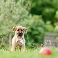 Emma, a female Anatolian Shepherd Dog for sale in Crawfordville, GA – 1 of 2