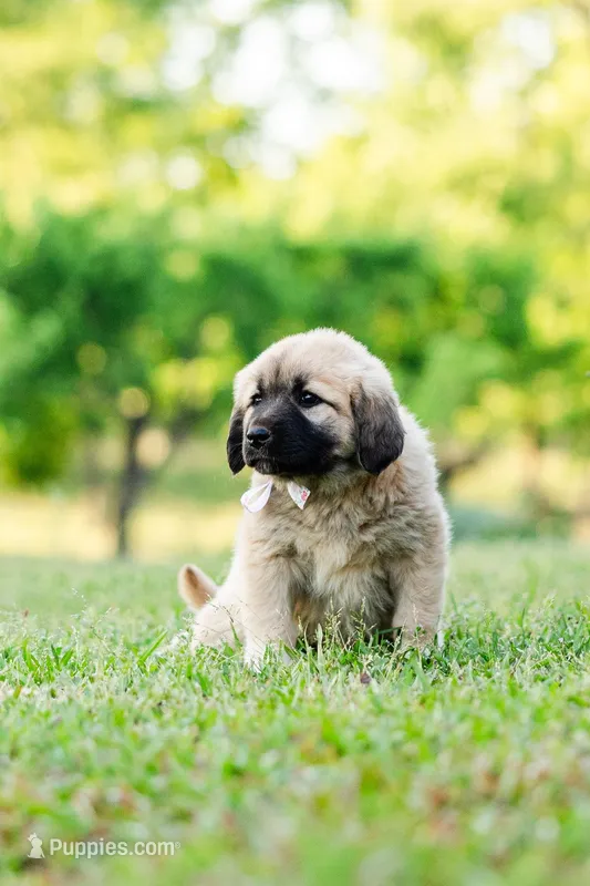Claire – Anatolian Shepherd Dog puppy for sale in Crawfordville, GA