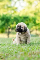 Claire, a female Anatolian Shepherd Dog for sale in Crawfordville, GA – Photo 1 of 2