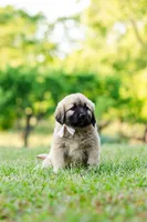 Claire, a female Anatolian Shepherd Dog for sale in Crawfordville, GA – Photo 2 of 2