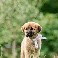Emma, a female Anatolian Shepherd Dog for sale in Crawfordville, GA – 2 of 2