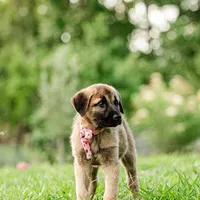 Mabel, a female Anatolian Shepherd Dog for sale in Crawfordville, GA – 1 of 2