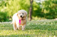 Anna, a female Anatolian Shepherd Dog for sale in Crawfordville, GA – Photo 5 of 5