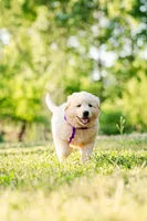 Anna, a female Anatolian Shepherd Dog for sale in Crawfordville, GA – Photo 4 of 5