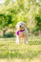 Anna, a female Anatolian Shepherd Dog for sale in Crawfordville, GA – Photo 2 of 5