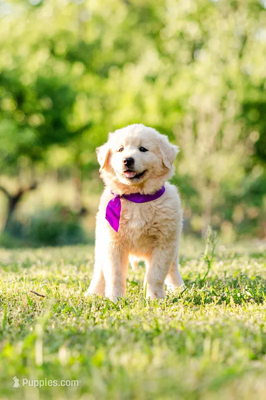 Anna – Anatolian Shepherd Dog puppy for sale in Crawfordville, GA