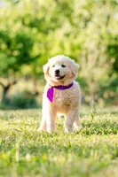 Anna, a female Anatolian Shepherd Dog for sale in Crawfordville, GA – Photo 1 of 5