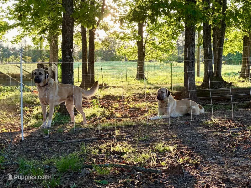 Ginger – Anatolian Shepherd Dog puppy for sale in Crawfordville, GA
