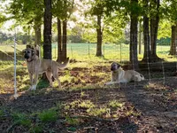 Ginger, a female Anatolian Shepherd Dog for sale in Crawfordville, GA – Photo 1 of 3
