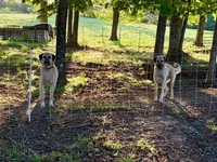 Ginger, a female Anatolian Shepherd Dog for sale in Crawfordville, GA – Photo 3 of 3