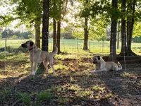 Ginger, a female Anatolian Shepherd Dog for sale in Crawfordville, GA – Photo 2 of 3